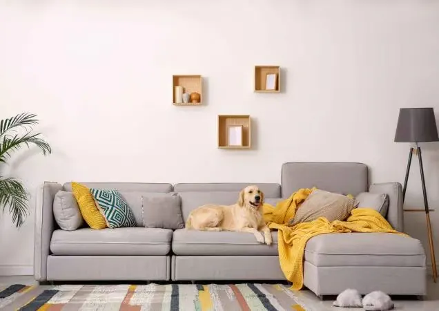 Pet families window furnishing context